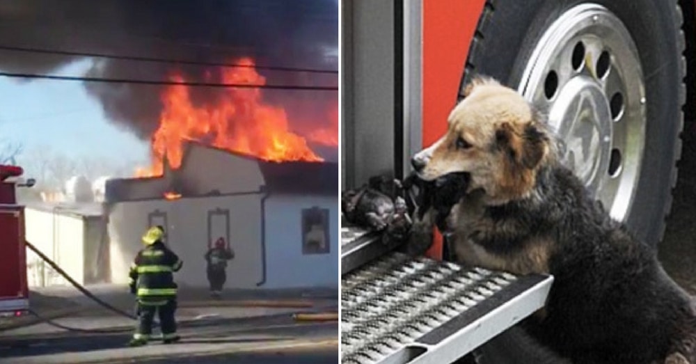 Firefighters Rush To Put Out Blaze, Then See Dog Run Out With Something In Her Mouth