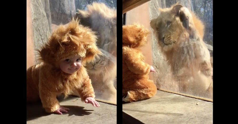 Little ‘Lion Cub’ Meets The Real King Of The Jungle. What Happens Next? I’m Speechless!