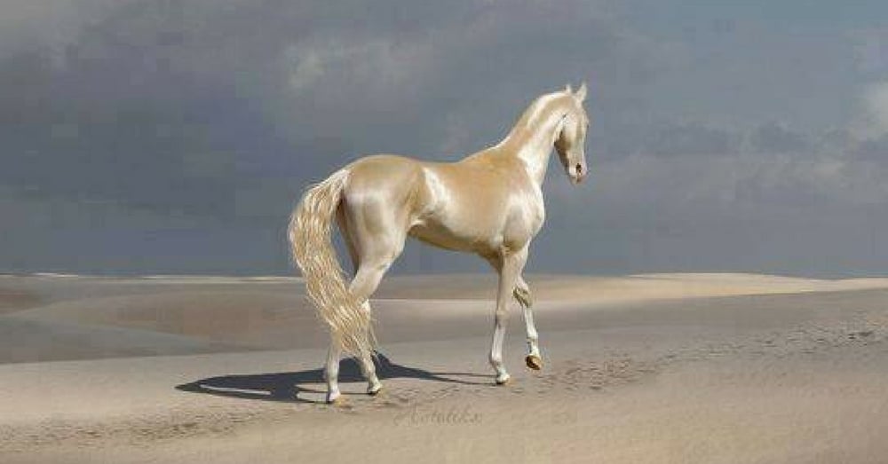 They Call Him ‘The Most Beautiful Horse In The World.’ When He Turns Around…Wow!