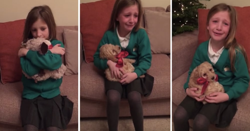 Watch This Girl’s Incredible Reaction When Her Favorite Stuffed Toy Turns Into Real Dog