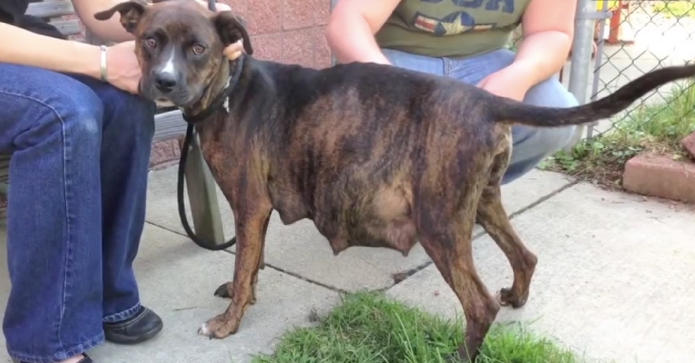 Pregnant Dog Refuses To Give Birth. When I Saw Why…I’m Speechless