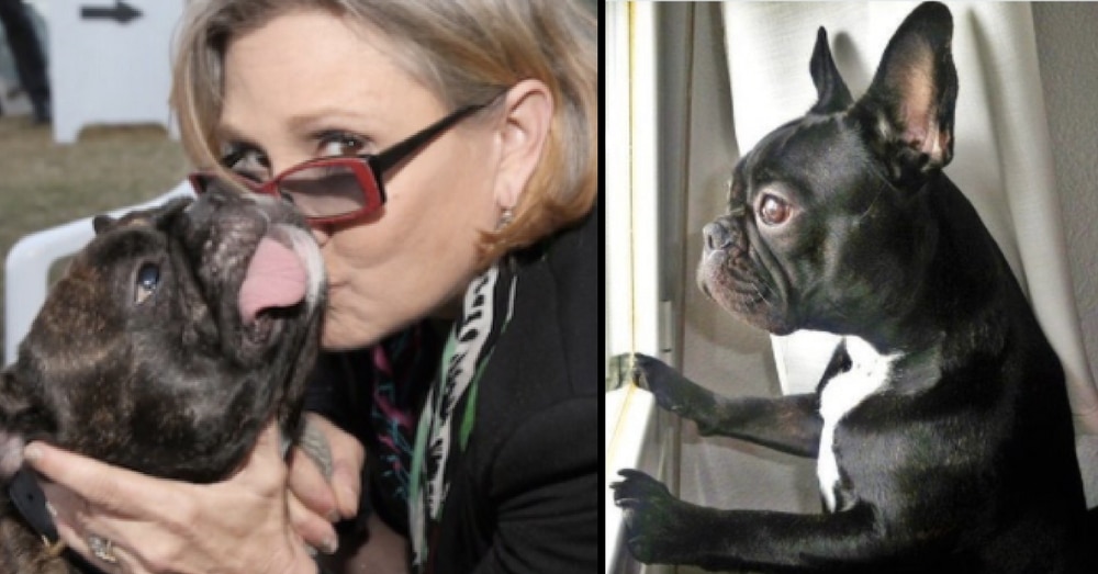 Carrie Fisher Had Twitter For Dog Gary. His Final Post After Her Death Has Everyone In Tears