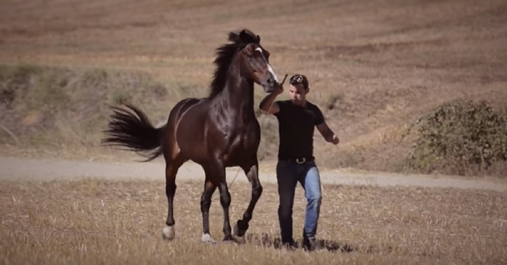 He Runs Alongside Majestic Horse In Field, But When I Saw What He Did Next…Holy Moly!