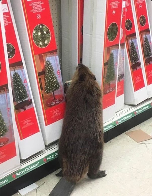 A random beaver walked right in through the front door of a dollar store in Maryland