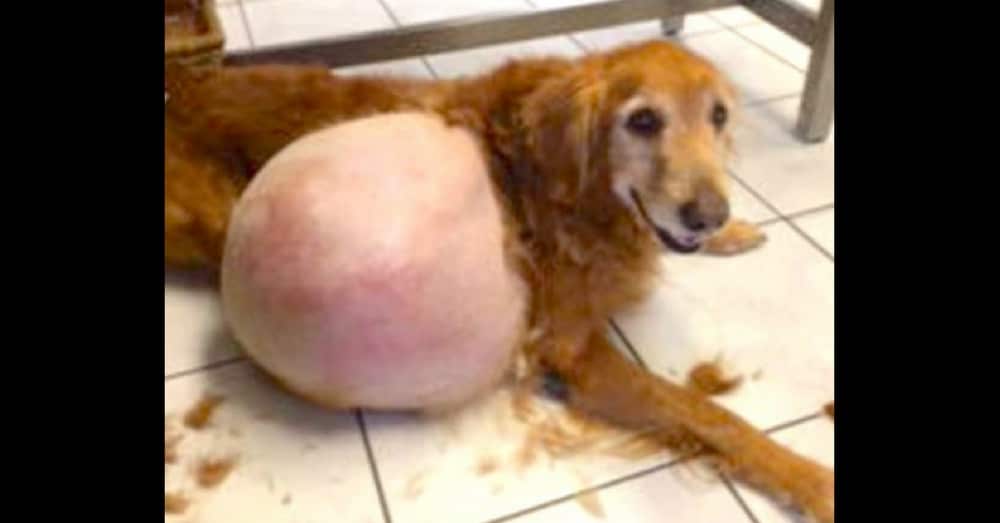 Police Find Dog Abandoned On Beach, Then Notice Massive Lump On His Right Side
