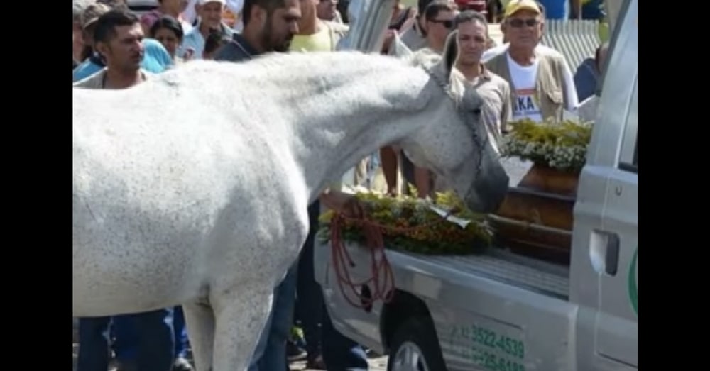 Biker Dies In Tragic Accident. What Beloved Horse Does At Funeral Leaves Everyone In Tears