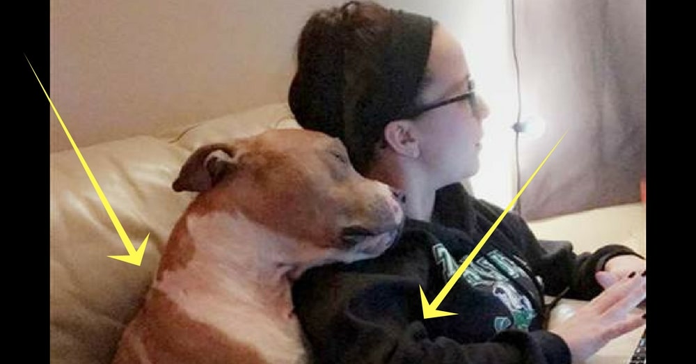 Student Rescues Sick Dog From Shelter. 2 Weeks Later Roommate Catches Him