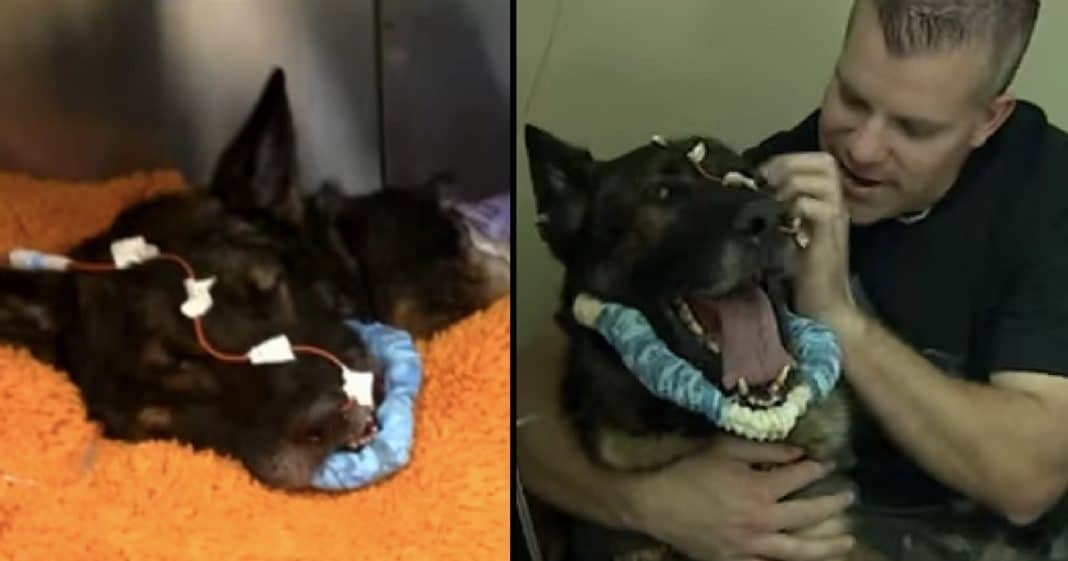Police Dog Shot In Line Of Duty, But Watch What Happens When He’s Reunited With Best Friend