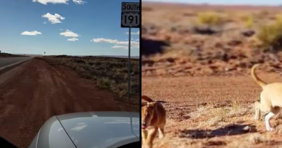 Brothers Driving Through Desert When They See Something Moving, Then They Get Closer Look