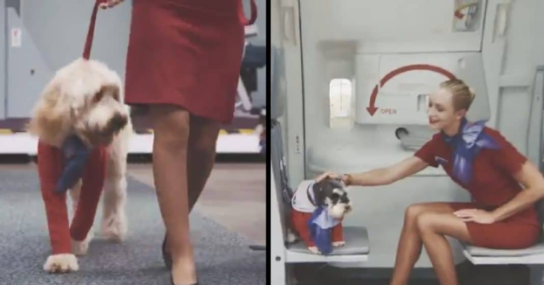 Major Airline Announces Dogs Will Soon Join Crew Members Onboard!