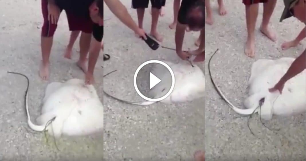 Rescuers Try To Help Stranded Stingray, But Then Things Take A Surprising Turn