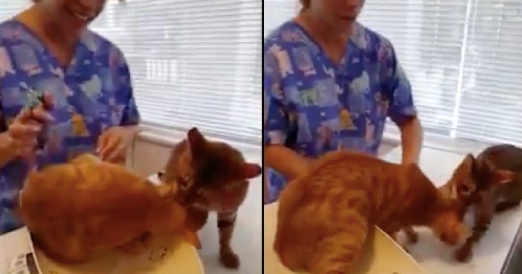 Cat Tries To Save Sister From ‘Evil Vet.’ What He Does To Escape Had Me In Stitches…