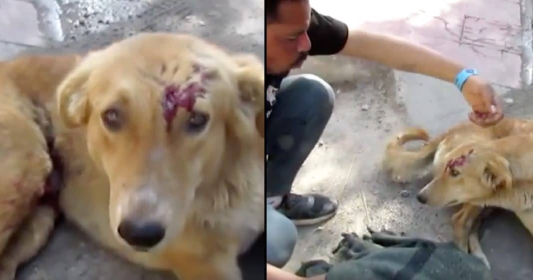 Dog Can’t Walk After Being Hit By Car, But Watch What He Does When Man Comes To Rescue Him…