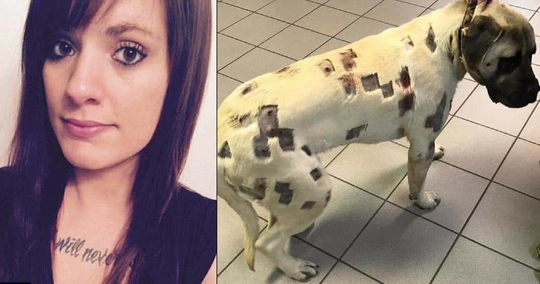 She Thinks Dog Is Covered In Bug Bites, Then Realizes Those Are Bullet Holes…