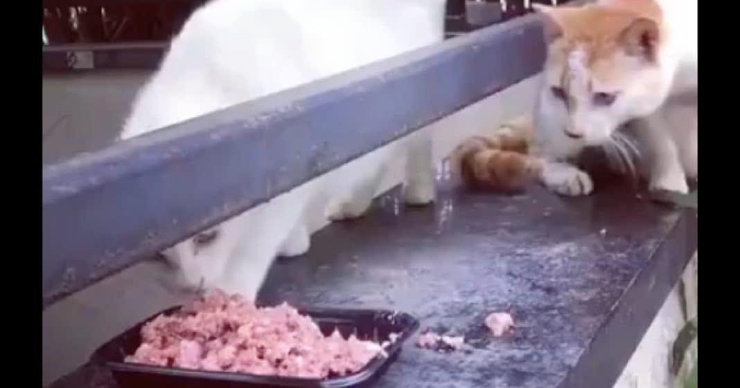 Cat Eating Dinner When Other Kitty Tries To Steal A Bite. What Happens Next? Hilarious!!