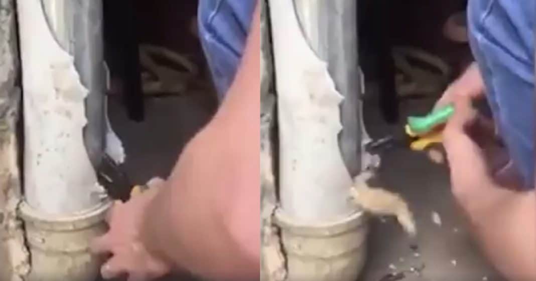 Man Hears Strange Noise Coming From Pipe, Then Realizes Kitten Is Stuck Inside