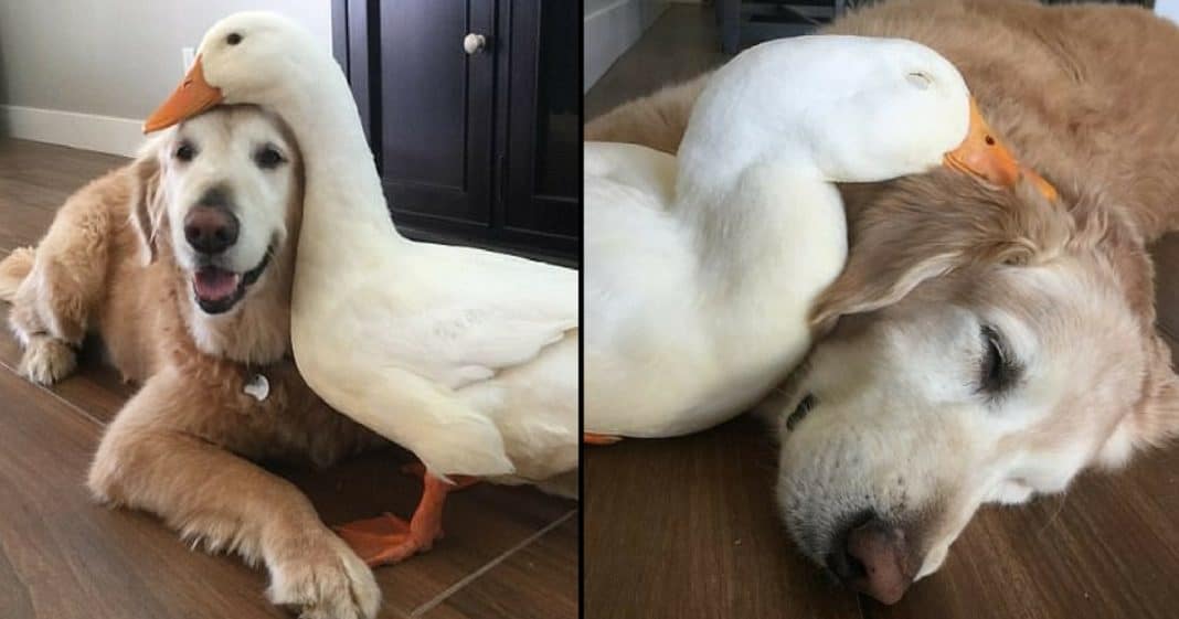 Inseparable Dog And Duck Prove You Don't Have To Look The