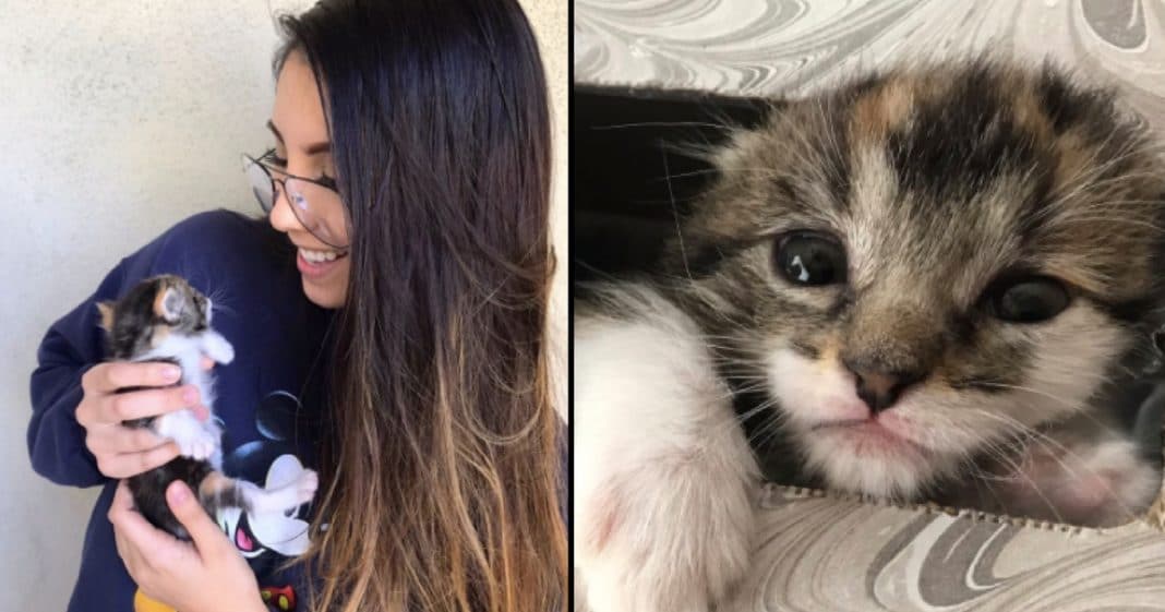 Brand New Kitten Goes Missing. When Family Finally Finds Her They Can’t Stop Laughing