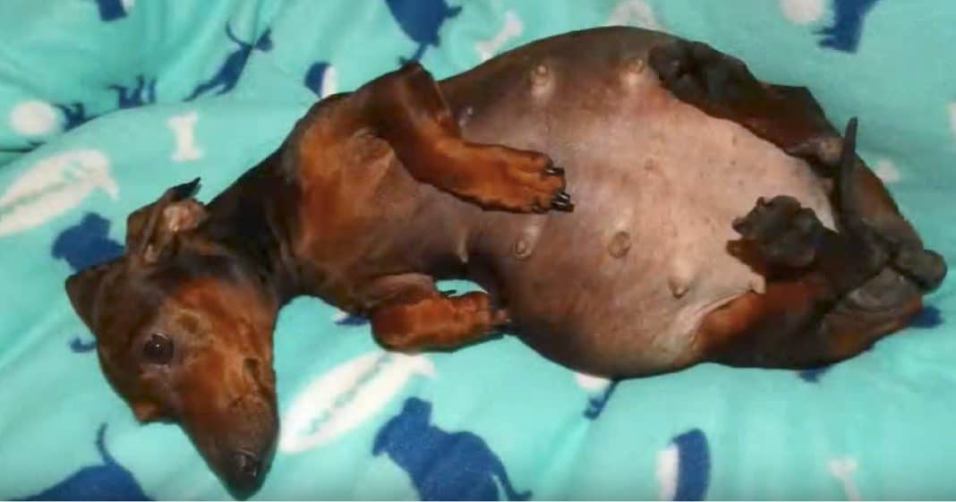 Breeder Abandons Pregnant And Paralyzed Dog. Now She’s Getting The Happy Ending She Deserves