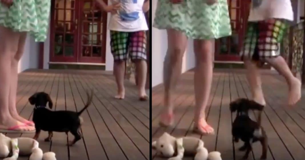 Tiny Puppy Gives Boy A Good ‘Talking To’ When He Tries To Mess With His Human