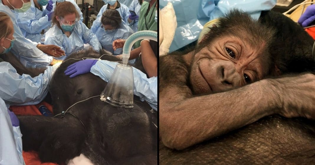 Gorilla Mom Struggles 24 Hrs To Give Birth To Baby. Now It’s All Smiles For This Precious Pair