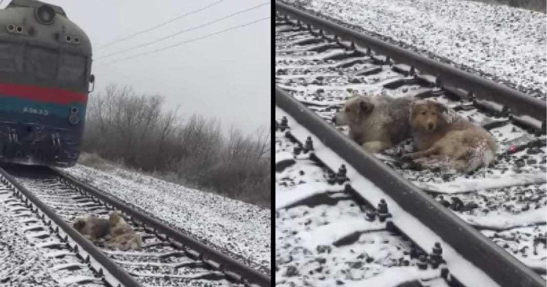 Dog Gets Stuck On Tracks, But Watch What Brother Does When Train Rushes Toward Them
