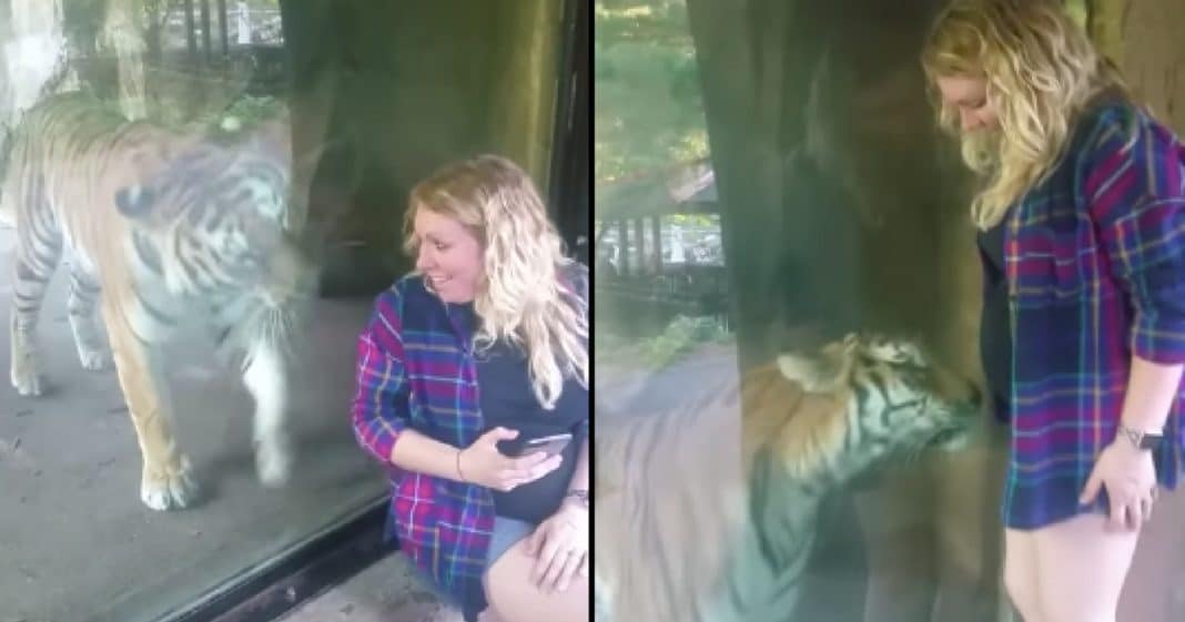 Pregnant Mom Takes Selfie With Tiger, But Watch What Happens When She Notices Her ‘Bump’