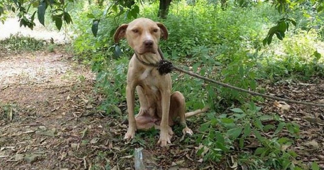 Abused Dog Tied To Tree And Left To Die, Then Rescuers Discover Her Secret