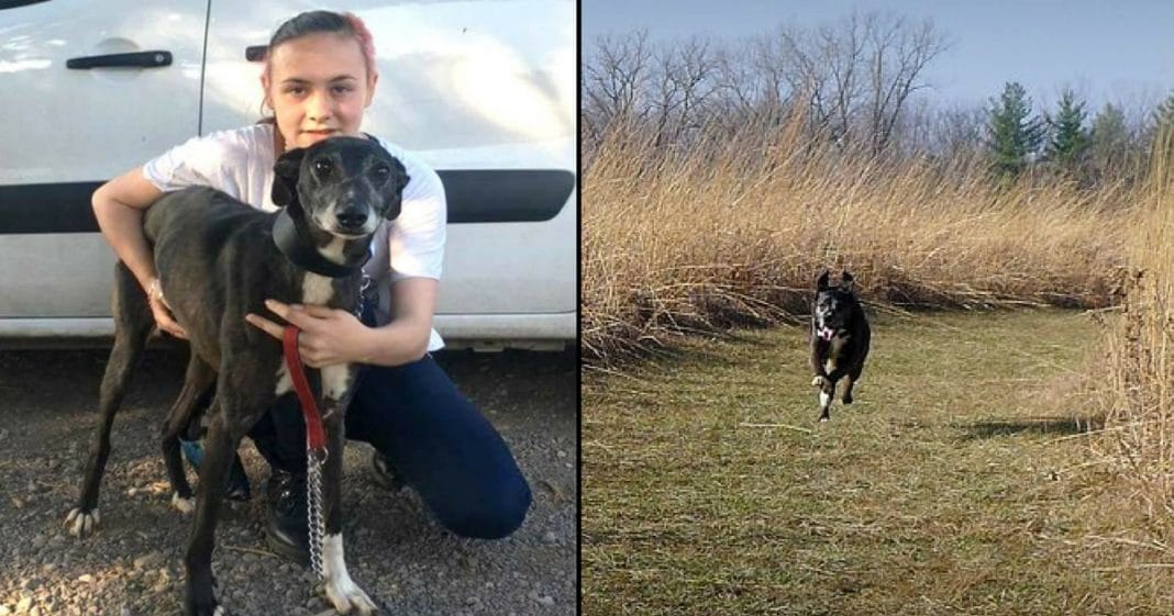 Beloved Dog Stolen From Backyard. 3 Yrs Later Gets Stunning Call From Cop 100 Miles Away