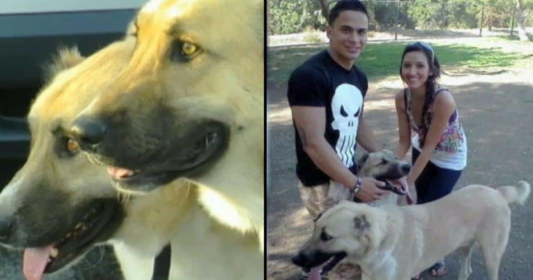 Airline Refuses To Fly Marine’s Dogs Home, What This Stranger Does Next Changes Everything
