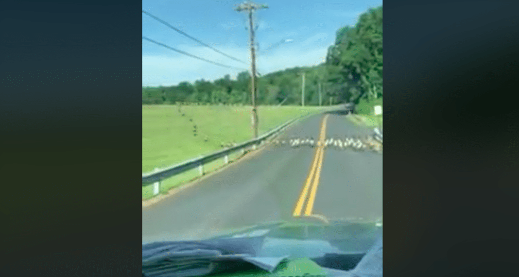 Man Stops To Let Geese Cross Road, But When He Looks To The Left His Jaw Drops…
