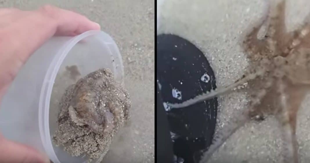Man Saves Stranded Octopus, But The Way Creature Thanks Him Is What’s Taking Internet By Storm