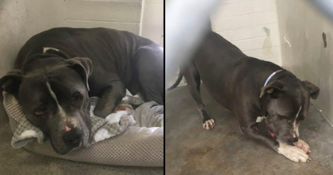 Pit Bull Cries Heartbreaking Real Tears After Family Abandons Him At High-Kill Shelter