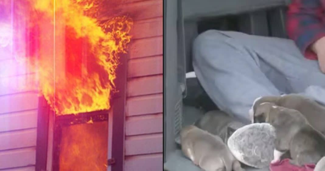 Firefighters Rush To Put Out Blaze, Then Frantic Neighbor Says There Are Puppies Inside
