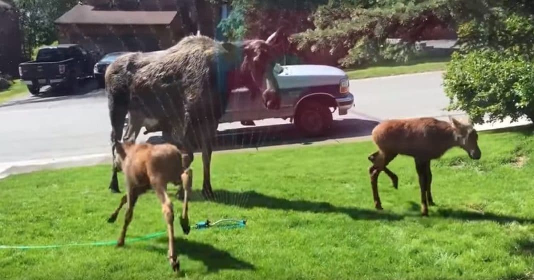 Mama Moose And Twin Babies Discover Sprinkler. What They Do Next Had Me In Stitches