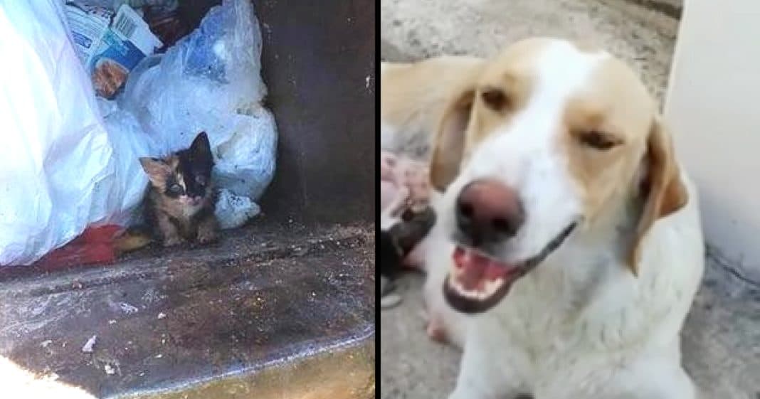 Woman Finds Kitten Dumped In Trashcan, What Dog Does Next Leaves Her In Tears