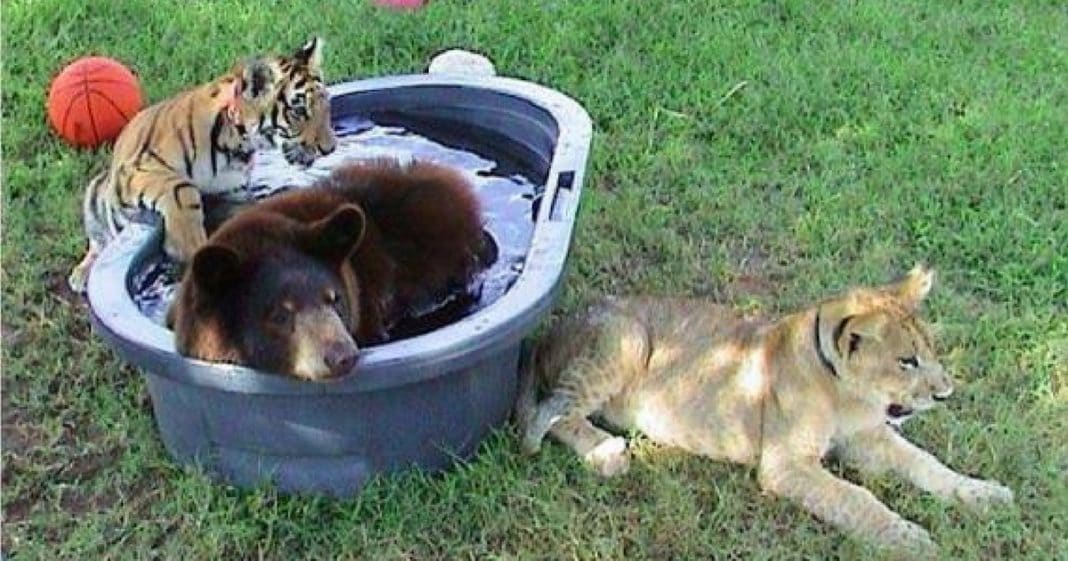 Cops Rescue Baby Lion, Tiger, And Bear From Basement. 12 Yrs Later See Their Transformation