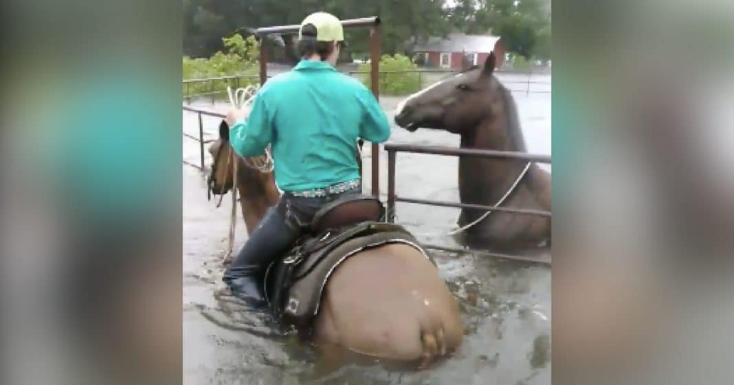 Horse Trapped In Pen Panics As Flood Waters Rise, Then Hero Cowboy Rides Up
