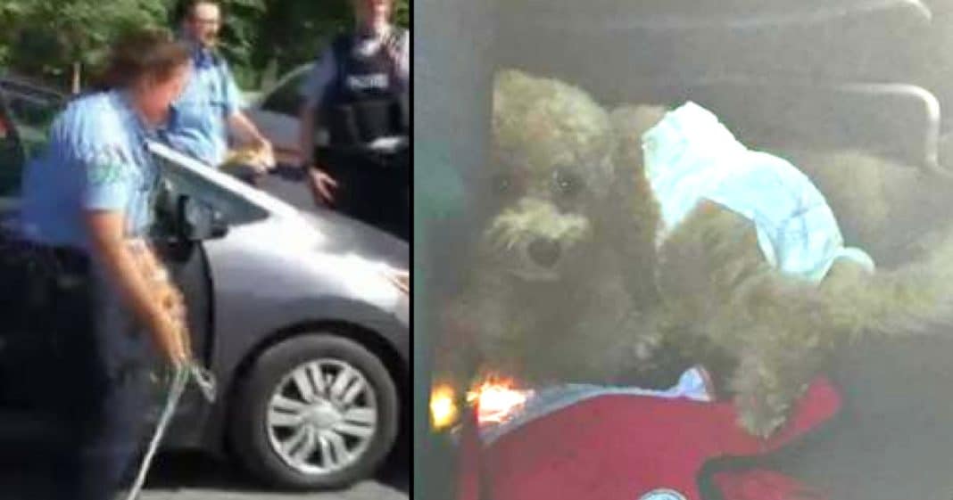 Rescuers Find Dog Wearing Diaper In Hot Car 2 Hours After Owners Leave For Hike
