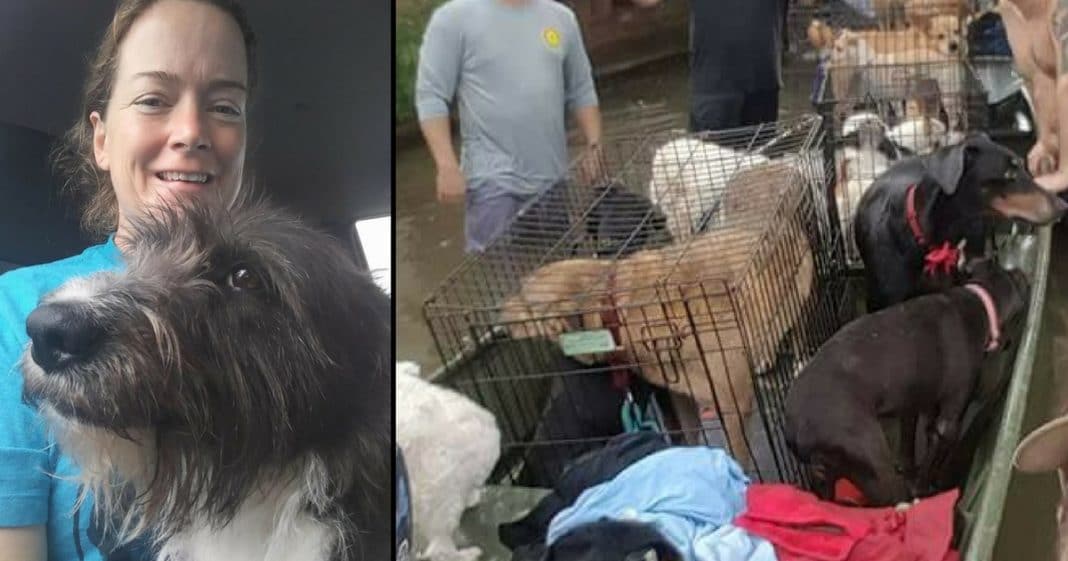 Woman Trapped After Saving 21 Dogs From Flood. Then Stranger Says ‘We’re Taking You All’
