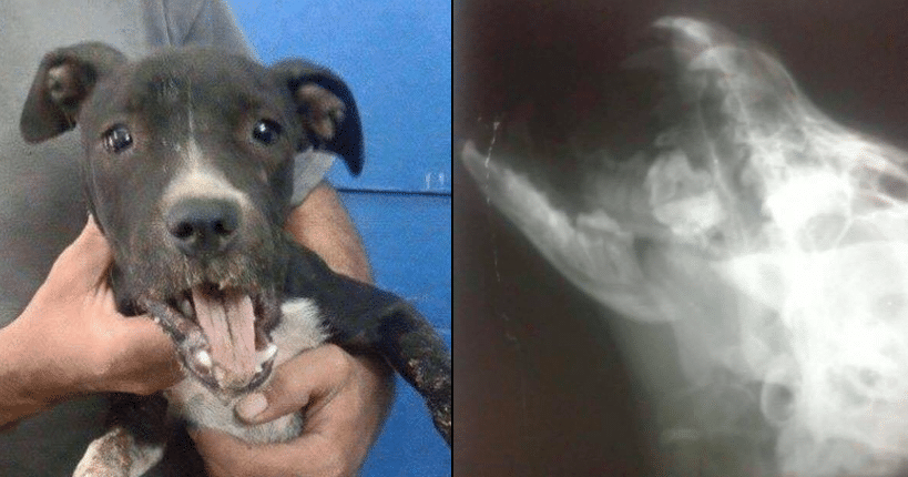 Rescuers Tell Owner His Puppy Died. Their Lie Saves The Poor Dog’s Life