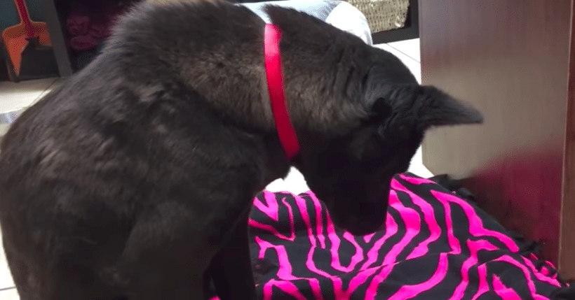 Rescue Dog Refuses To Sleep On Brand New Bed, Then She Learns The Heartbreaking Reason Why
