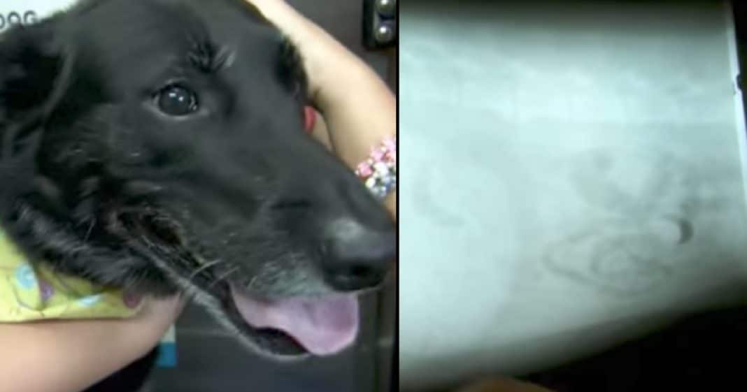 Vet Sees Mystery Mass In Dog’s Stomach, Jaw Drops When She Realizes What’s Inside