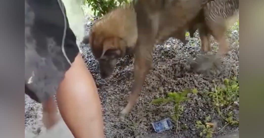 Mama Dog Knows Puppies Will Die As Flood Waters Rise. That’s When She Starts Digging