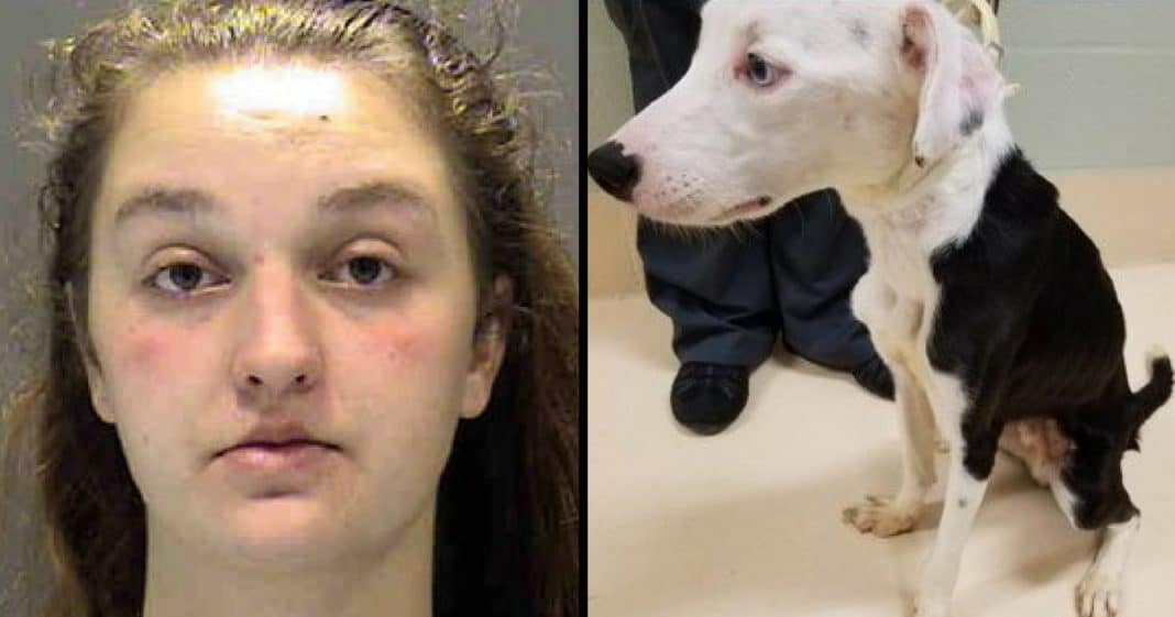 Shelter Dog Finally Finds Forever Home, Then Microchip Alerts Cops To Horrifying Truth