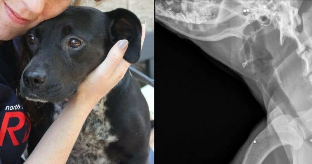 Rescue Dog Goes To Vet For Routine Checkup. Jaws Drop When They See What’s In Her X-Rays