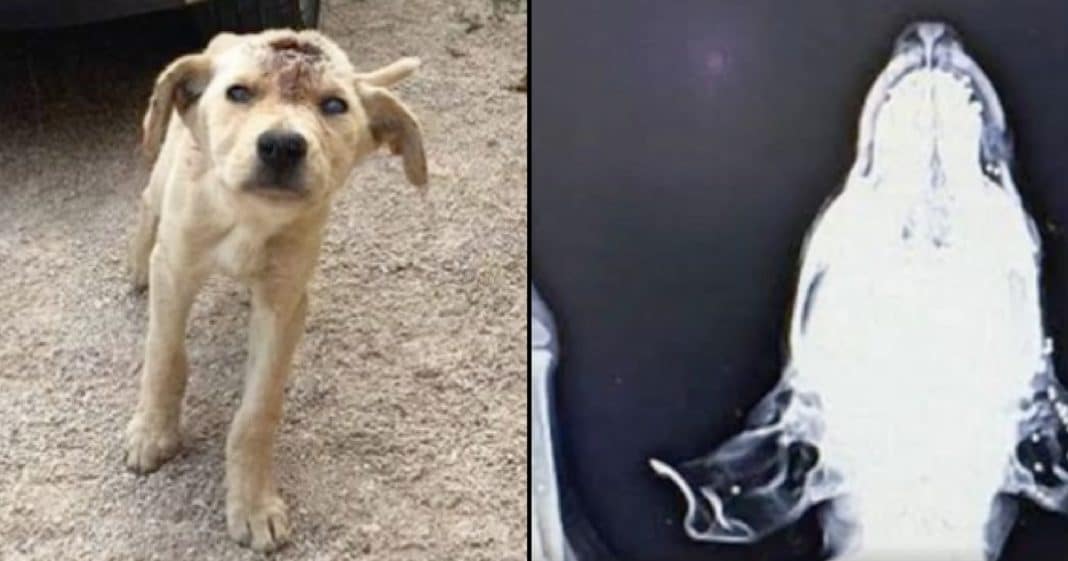 Girl Finds Stray Pup With Massive Hole In Head, Then X-Ray Reveals Heartbreaking Truth