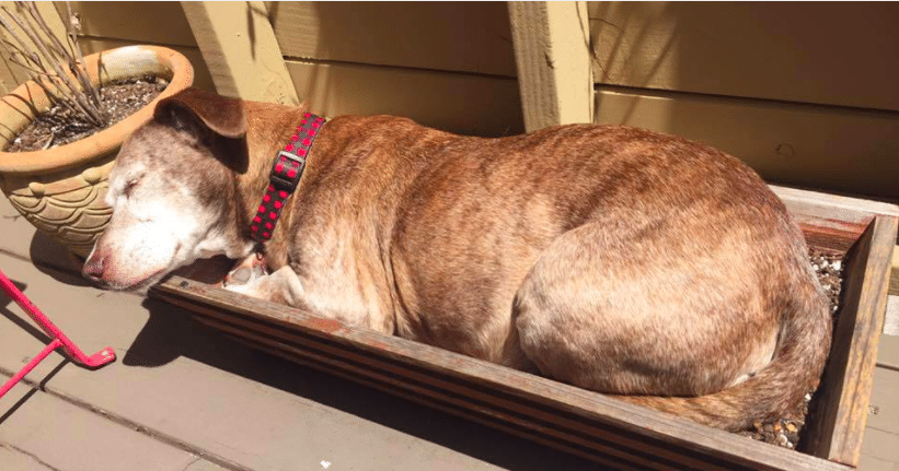 Dog Sleeps On Streets For 11 Years, Then Wakes From Nap To Find Whole World Changed