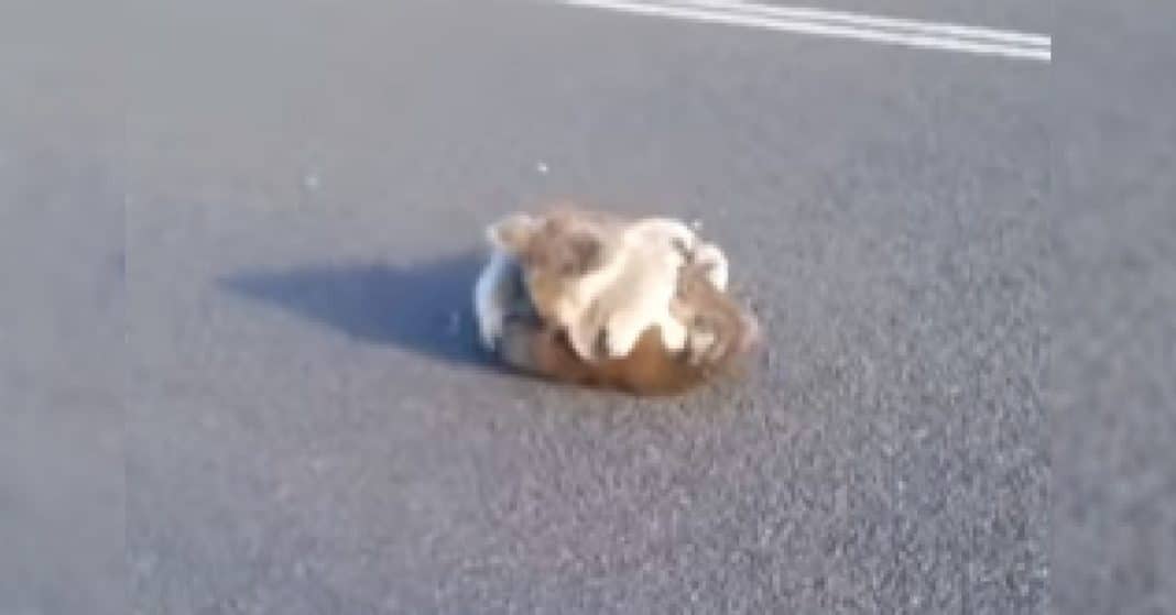 She Sees Strange ‘Blob’ In Middle Of Road. When She Realizes What It Is, Jumps Into Action