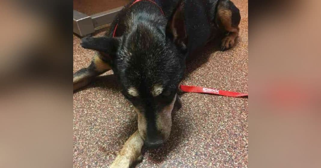 Mom Told Dog Was Euthanized. 5 Months Later Finds Him Living At Vet’s House